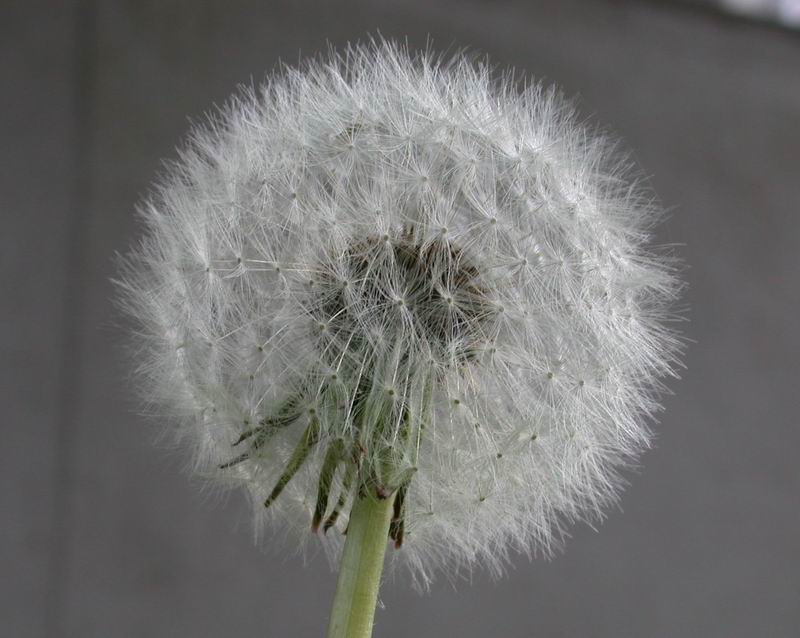 Taraxacum  sp.